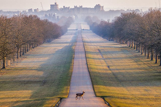 Windsor Great Park
