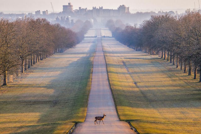 Windsor