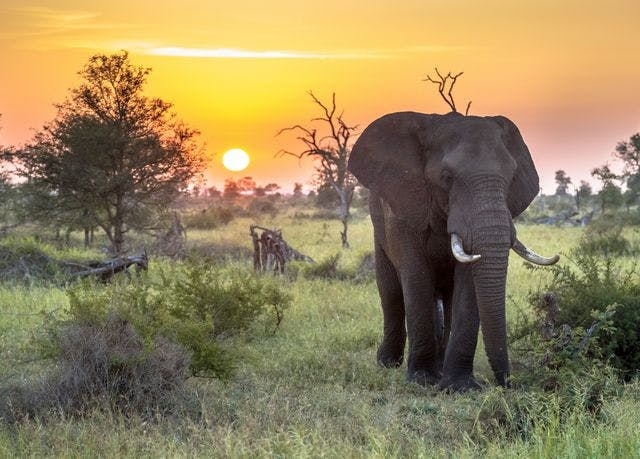 Kruger nationalpark
