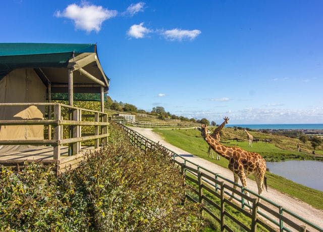 Refundable Giraffe Lodge, Port Lympne Hotel & Reserve, Kent Sublime  glamping in a Kent safari park