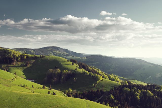 Black Forest