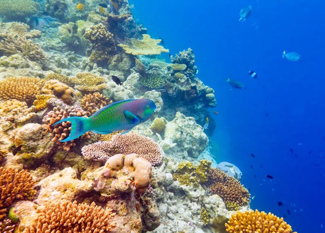 60 minuters guidad snorkling vid korallrev (representation)