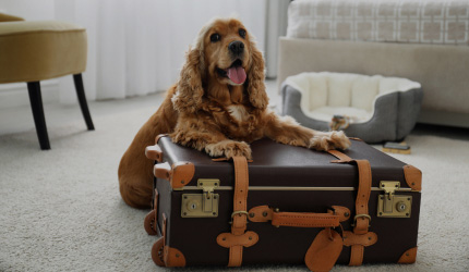 Pet Friendly Escapes