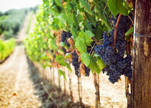 Gourmet Italy Wine Break To Veneto Tuscany Save Up To 60 On