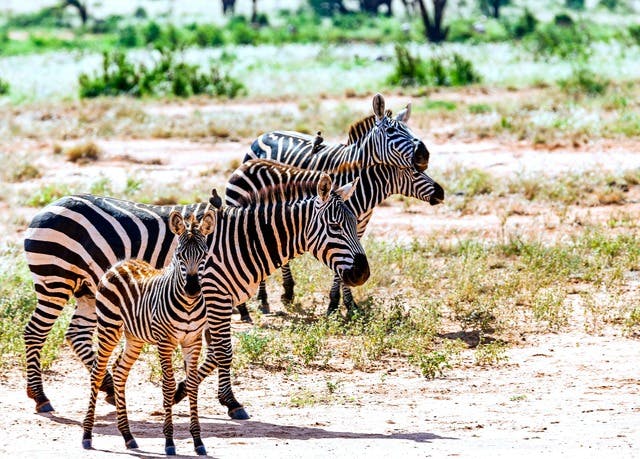 Depkg Zd T15 Combi Doha Kenia Beach Luxury Travel At Low Prices Secret Escapes